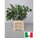Pittosporum Ralphi 60cm (pk)