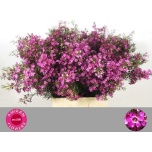 Chamelaucium Wax flower Eden 70cm