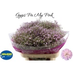 Gypsophila Kipslill My Pink 75cm