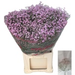 Gypsophila Kipslill My Pink 75cm