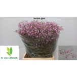 Gypsophila Kipslill My Pink 70-75cm
