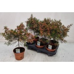 Chamelaucium Sidrunmürt other 12cm