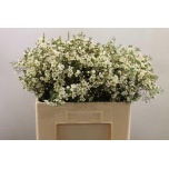 Chamelaucium Sidrunmürt Ivory Pearl 55cm