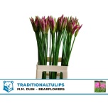 Nerine Ras van Roon 70cm