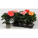 Hibiscus rosa-sinensis sunny mixed 13cm