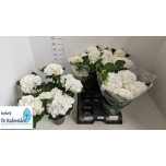 Hydrangea Hortensia macr Schneeball 14cm