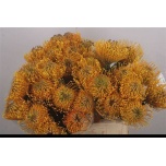 Leucospermum Nõelakera Hawaii Gold 40cm*10
