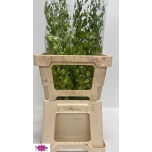 Dendrobium Bura Jade Jade 55cm