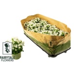 Campanula port Kellukas white 10,5cm