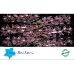 Cymbidium Bryce 80cm