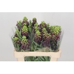 Fritillaria Püvilill persica 55cm