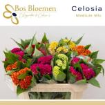 Celosia Mätashari Mix 65cm