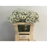 Scabiosa Tähtpea caucasica ov 50cm