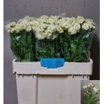 Matthiola Levkoi Fantasy Cream 55cm
