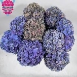 Hydrangea Hortensia Pimpernel Classic 65cm*5