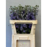 Delphinium Kukekannus Lilac Concerto 80cm