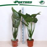 Alocasia cucullata 24cm