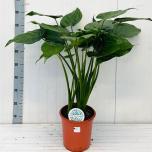 Alocasia cucullata 24cm