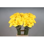 Zantedeschia Kalla Goldcup 80cm