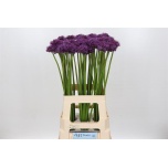 Allium Lauk Gladiator 70cm
