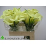 Zantedeschia Kalla Bridal Bliss 55cm