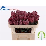Protea ov 60cm