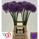 Allium Lauk Globemaster 70cm