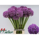 Allium Lauk Globemaster 85cm