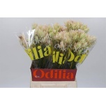 Serruria Sugar N Spice 50cm