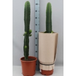 Cactus Euphorbia acrurensis 24cm