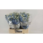 Delphinium Kukkekannus Dewi Boy 50cm
