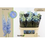 Delphinium Kukkekannus Dewi Boy 80cm