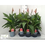 Canna Kanna Kreta 17cm