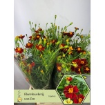 Tagetes Peiulill OV 70cm