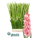 Gladiolus Gladiool Adrenalin 120cm