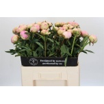 Paeonia Pojeng Dinner Plate 60cm