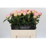 Paeonia Pojeng Dinner Plate 60cm