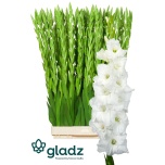 Gladiolus Gladiool Essential 110-115cm