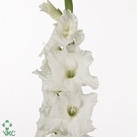 Gladiolus Gladiool Essential 120cm