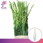Gladiool Essential 120cm