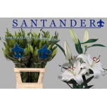 Lilium Liilia OR Santander 100cm