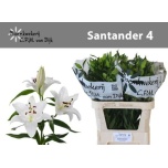 Lilium Liilia OR Santander 80cm