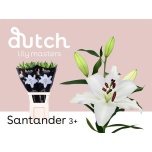 Lilium Liilia OR Santander 85cm
