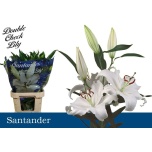 Lilium Liilia OR Santander 90cm