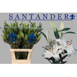 Lilium Liilia OR Santander 90cm