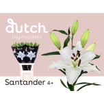 Lilium Liilia OR Santander 90cm