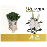 Lilium Liilia OR Santander 90cm
