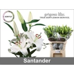 Lilium Liilia OR Santander 90cm