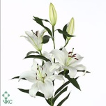Lilium Liilia OR Santander 95cm