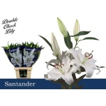 Lilium Liilia OR Santander 95cm